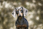 female american miniature dachshund