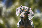 female american miniature dachshund