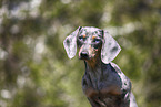 female american miniature dachshund