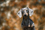 female american miniature dachshund