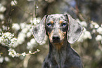 female american miniature dachshund