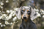 female american miniature dachshund