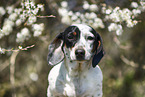female american miniature dachshund