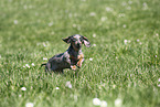 female american miniature dachshund