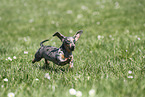 female american miniature dachshund