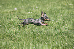 female american miniature dachshund