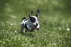 female american miniature dachshund