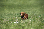 female american miniature dachshund