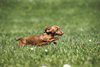 female american miniature dachshund