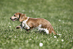 female american miniature dachshund