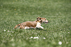 female american miniature dachshund