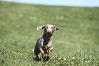 male american miniature dachshund