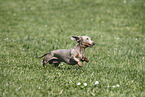 male american miniature dachshund