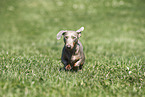 male american miniature dachshund