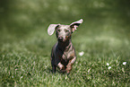 male american miniature dachshund
