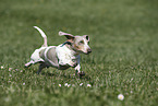 male american miniature dachshund