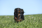 female american miniature dachshund