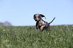 female american miniature dachshund