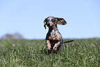 female american miniature dachshund