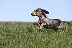 female american miniature dachshund