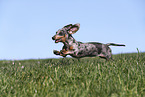 female american miniature dachshund