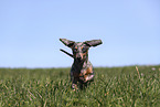 female american miniature dachshund