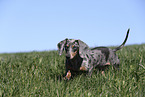female american miniature dachshund