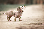 American Miniature Dachshund