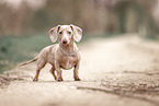 American Miniature Dachshund