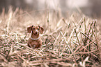 American Miniature Dachshund