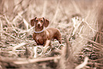 American Miniature Dachshund