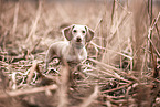American Miniature Dachshund