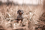 American Miniature Dachshund