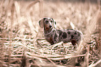 American Miniature Dachshund