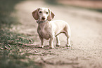 American Miniature Dachshund