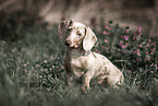 American Miniature Dachshund