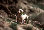 American Miniature Dachshund