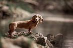 American Miniature Dachshund
