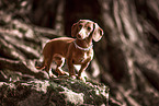 American Miniature Dachshund