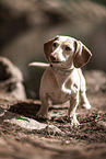 American Miniature Dachshund