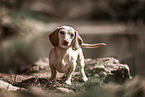 American Miniature Dachshund