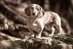 American Miniature Dachshund