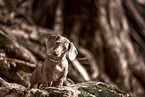 American Miniature Dachshund
