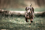 American Miniature Dachshund