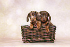 Dachshund puppy