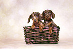 Dachshund puppy