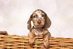Dachshund puppy