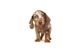 Dachshund puppy
