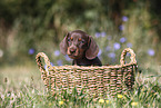 Dachshund puppy