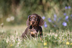 Dachshund puppy